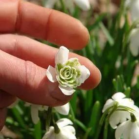 Snowdrop - Double (Galanthus nivalis Flore Pleno) 2